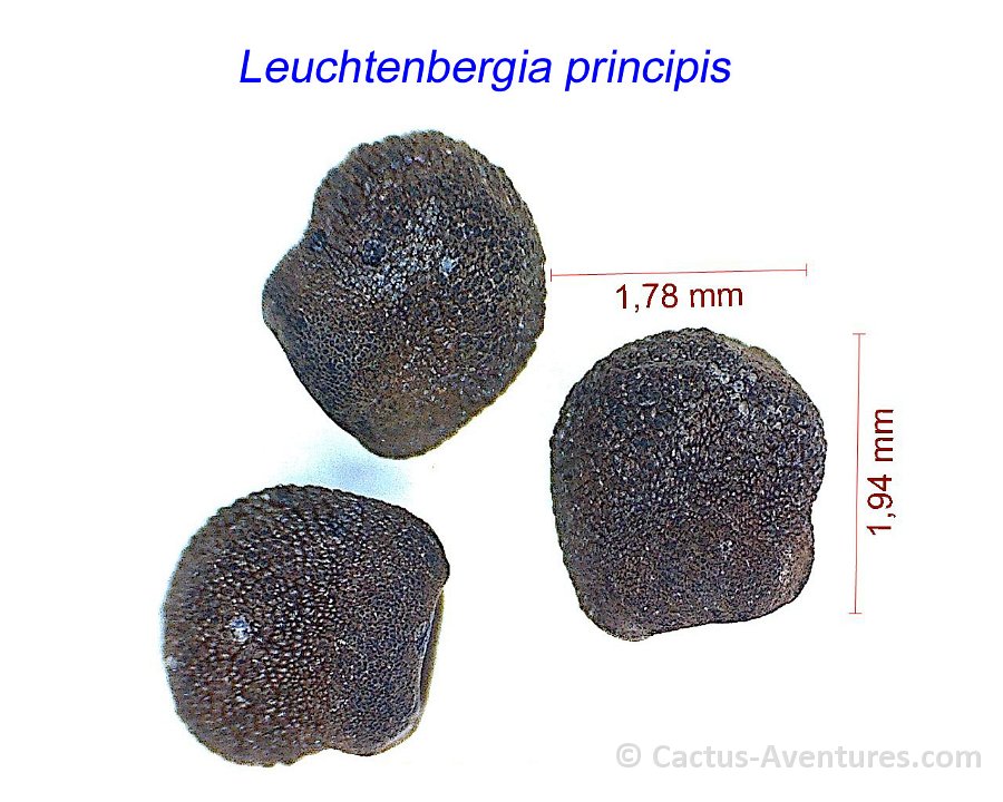 Leuchtenbergia principis